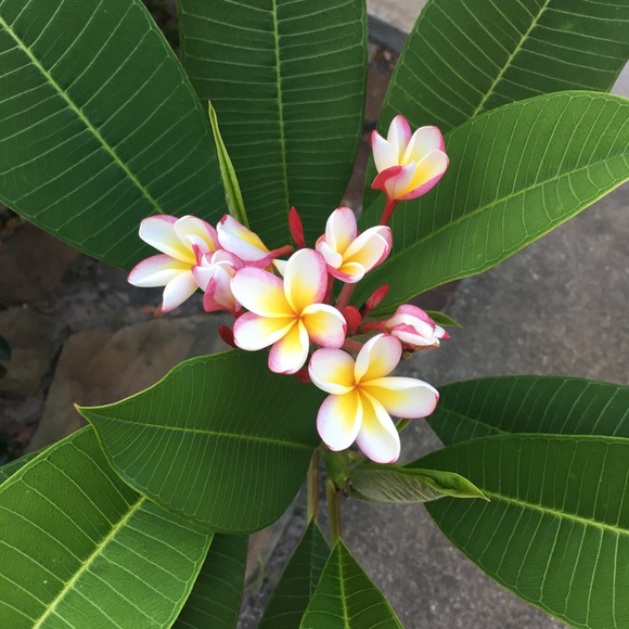 Meet your Posher, Gina - Picture 9 of 13